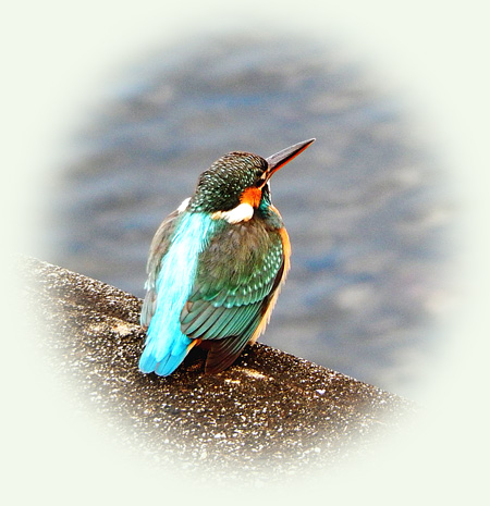カワセミ１