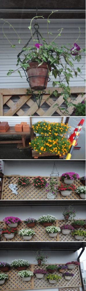 雨の日のマイガーデンの様子です。