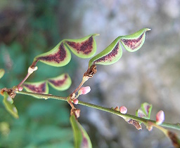 ヌスビトハギの実　季節の花300