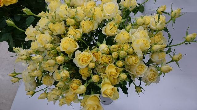 2016-02-14 10.47.49.jpg