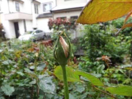 フレグラント・ヒル