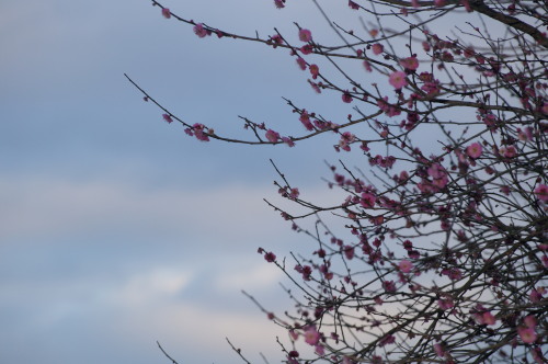 DSC06170b20160202.jpg