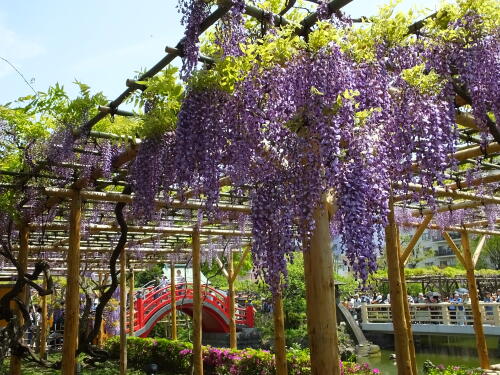 亀戸天神社の藤