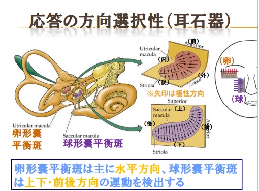 耳石器