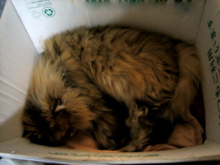 ダンボールベッドで寝る剛