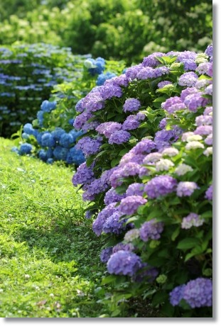 大乗寺丘陵公園-29 アジサイ-3 13.6.22