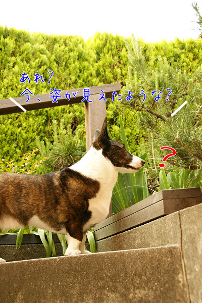 庭で-3.JPG