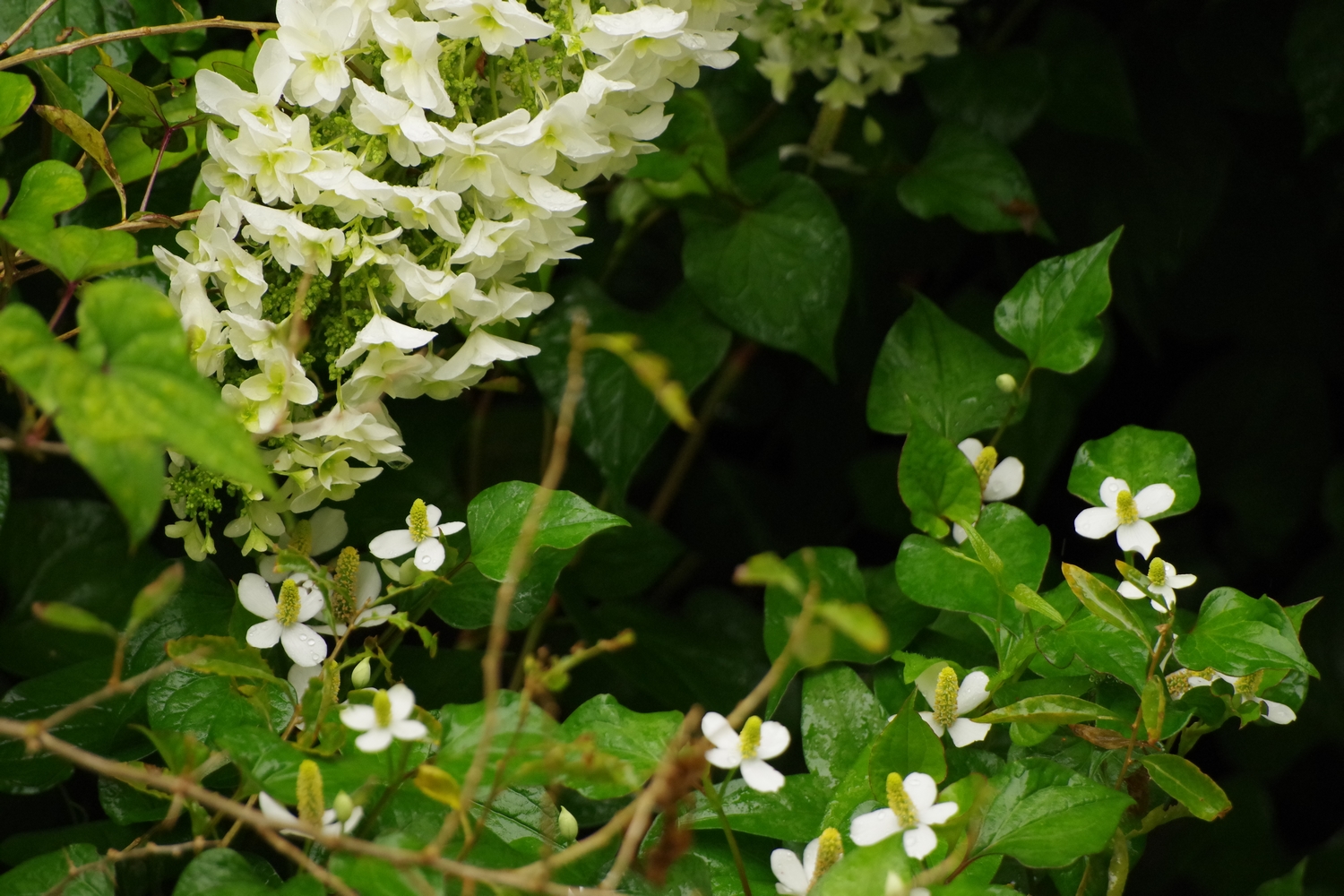 ドクダミと紫陽花
