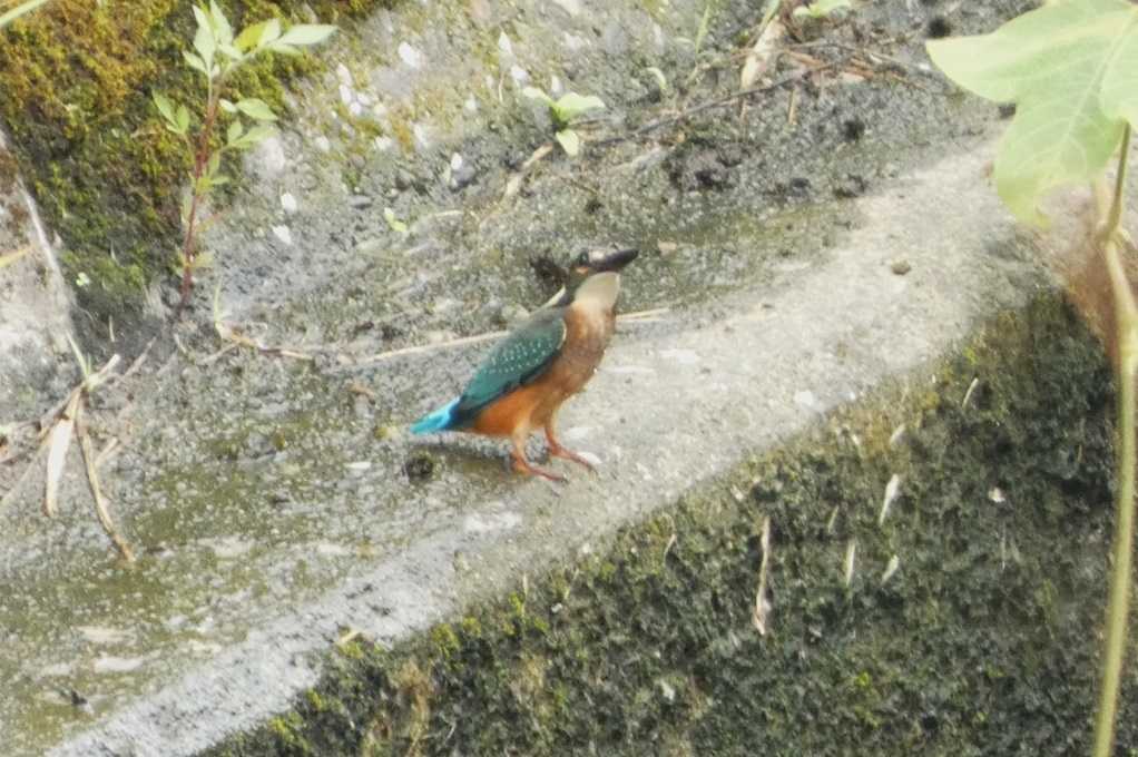 515