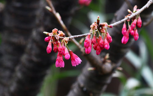 寒緋桜　28.3.7-1_edited-1.jpg