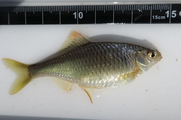 春色ヤリタナゴで春を感じる トラ吉 のんびりタナゴ日記 楽天ブログ