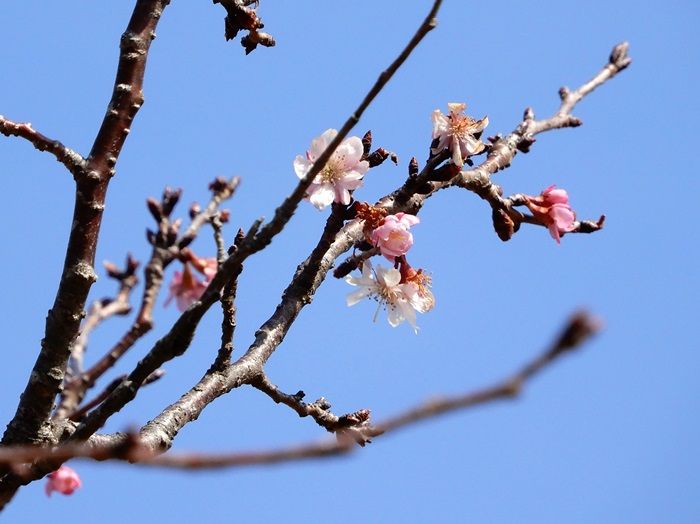 十月桜3