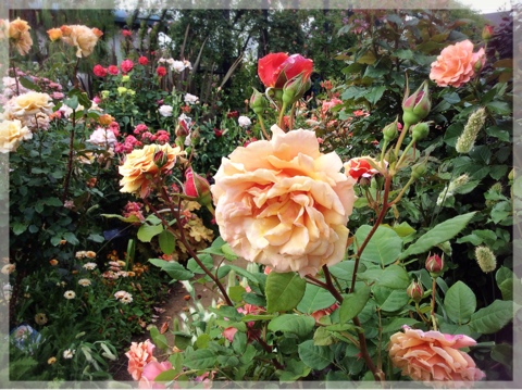 ローズ&グラスガーデン