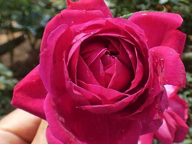 終わりかけの春バラ エルトゥールル ルージュピエール ノスタルジー プリンセスロード ローズポンパドゥール バラの美と香りを求めて 楽天ブログ