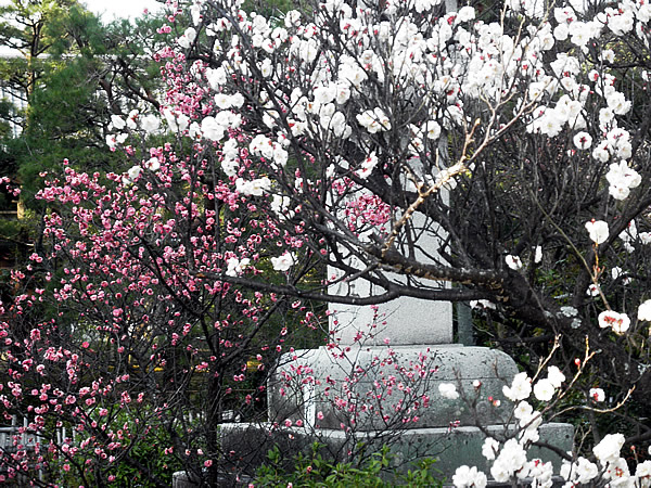 seiryoji-8