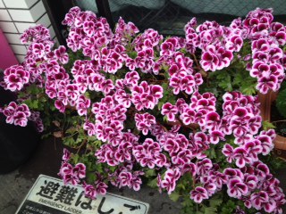 花2