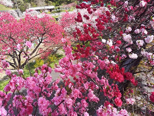 17年 日本一の花桃の里 長野県阿智村 園原 月川温泉 みんな でかけようよ 楽天ブログ