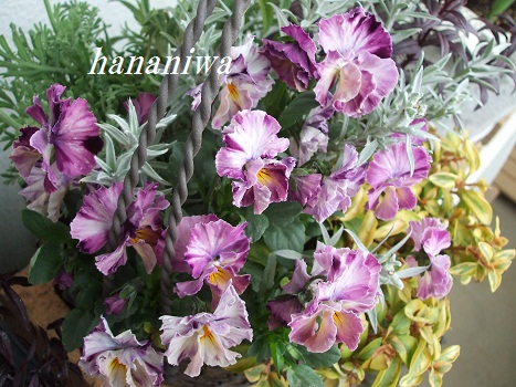 2012_0402トレッサ用寄せ植えとクレマチスの講座とカ0005.JPG