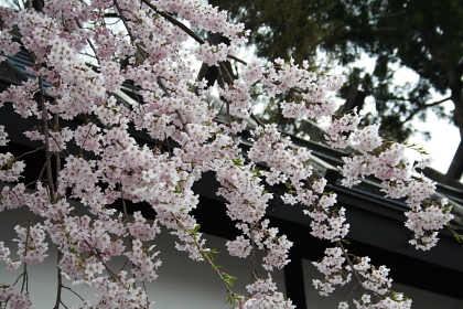 普通の桜