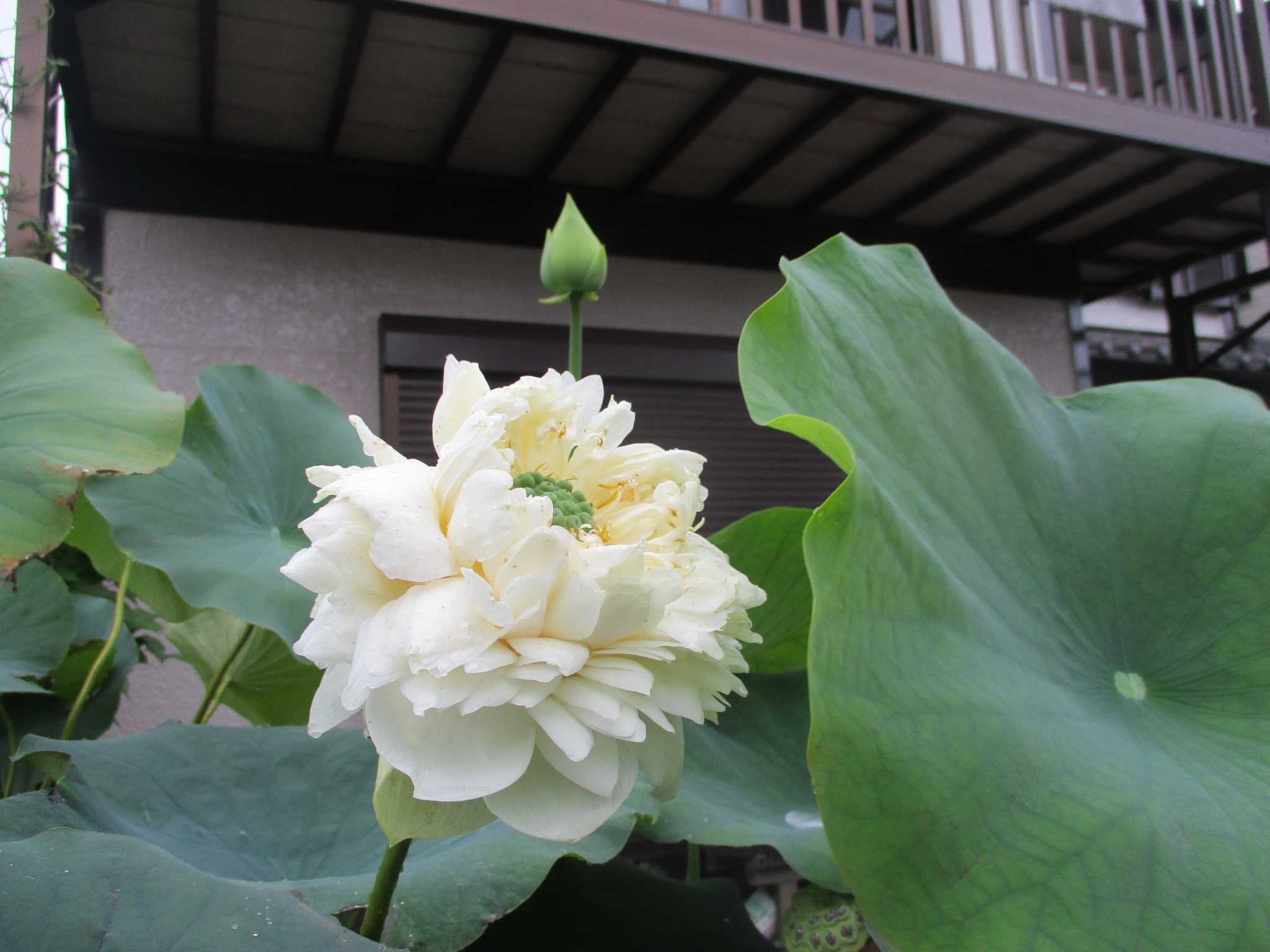 晴　陶　句　読