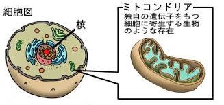 ミトコンドリアの図.jpg