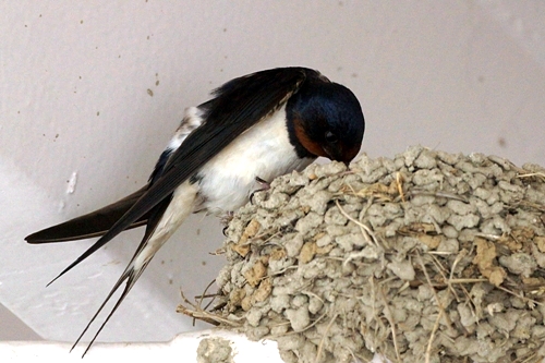 平泉駅　ツバメ