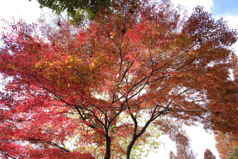 井の頭恩賜公園の紅葉