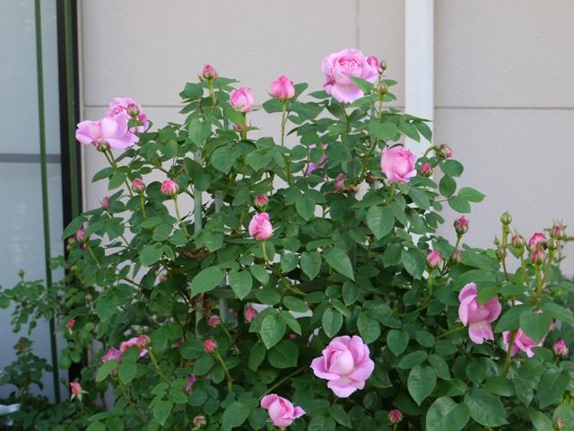 メアリー ローズの剪定 誘引 今日咲いたバラ ザウエッジウッドローズ他 バラの美と香りを求めて 楽天ブログ
