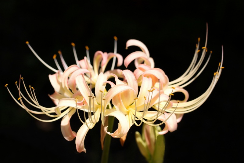 稲淵彼岸花色々_09.jpg