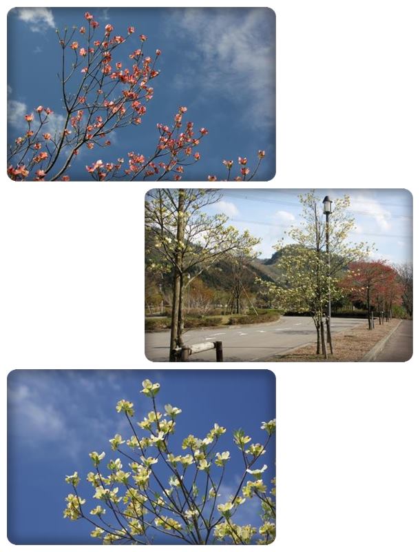 吉岡園地-13 ハナミズキ-1 15.4.22