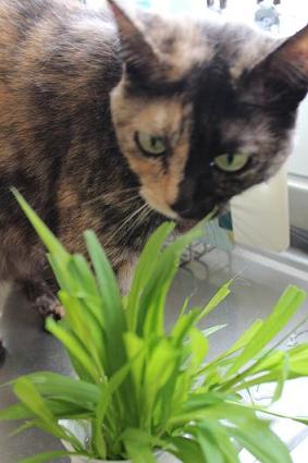 IMG_1388 - コピー.JPG