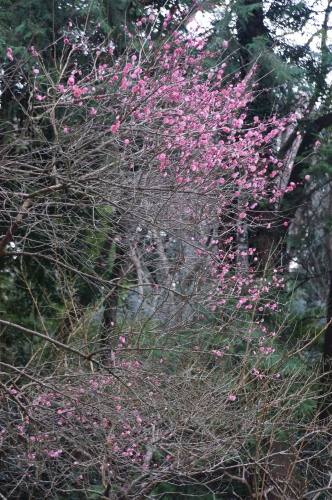 DSC06182b20160202.jpg