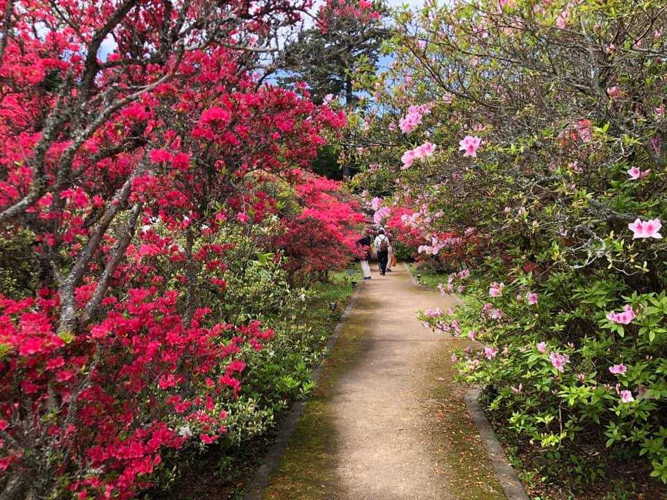 動画 小室山公園つつじ祭り つつじのトンネル 伊豆 ホテル伊東ガーデンの伊東温泉色々ブログ