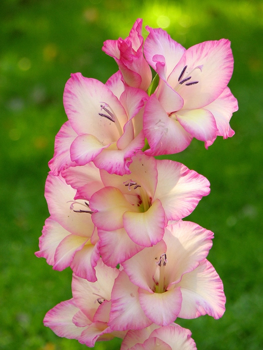 1200px-Gladiolus_cultivar_Priscilla_2_R.jpg
