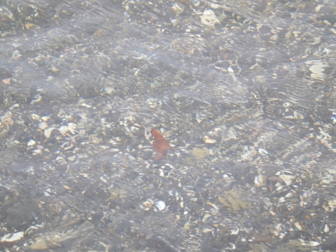串本磯採集2017年7月下旬後半3　ナンヨウツバメウオ（Platax orbicularis）の幼魚