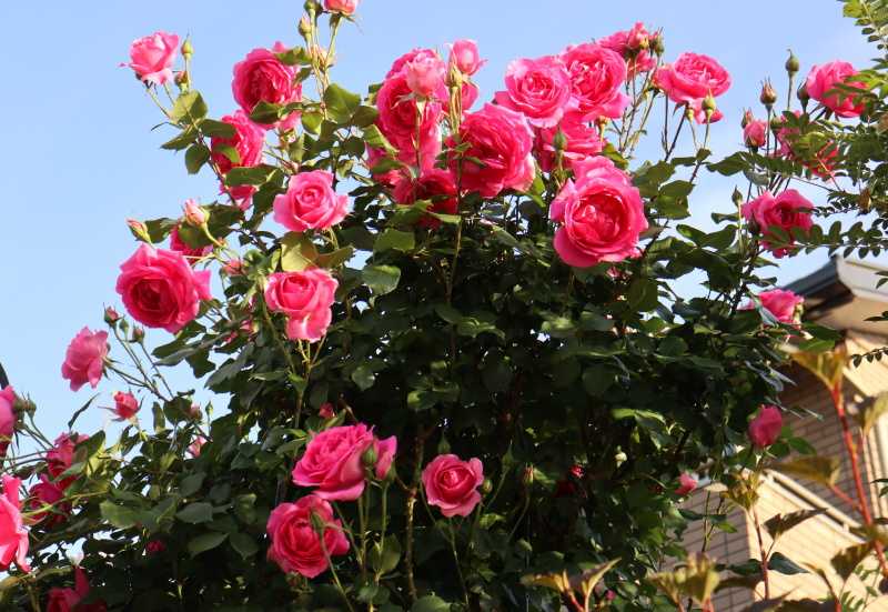 パレード バラと可愛い花たち 楽天ブログ