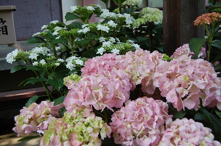 s-DSC_0259.jpg