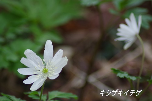 殿ヶ谷戸庭園にて