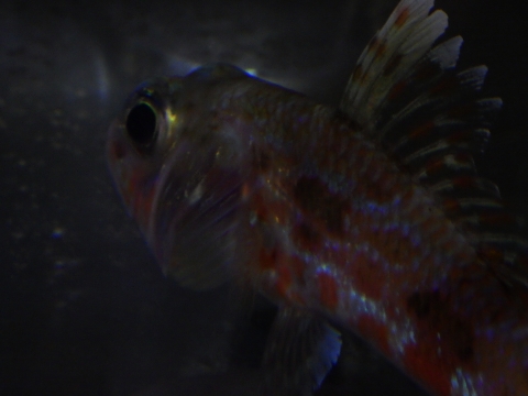 ハタタテヒメ（Hime sp.）5　深海魚飼育