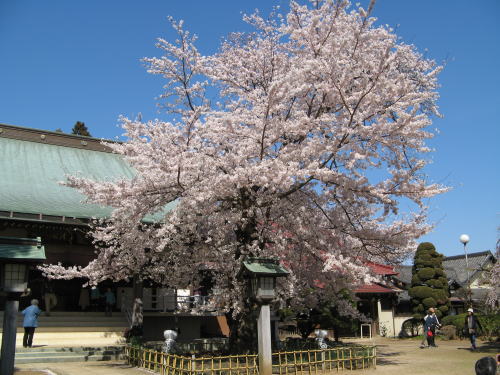 清瀧院の桜