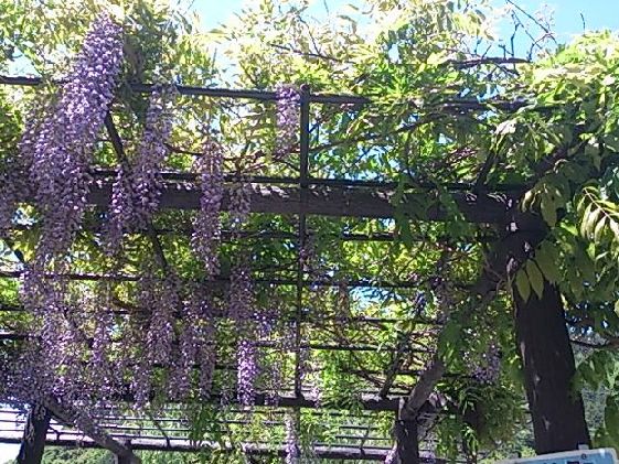 藤の花の～