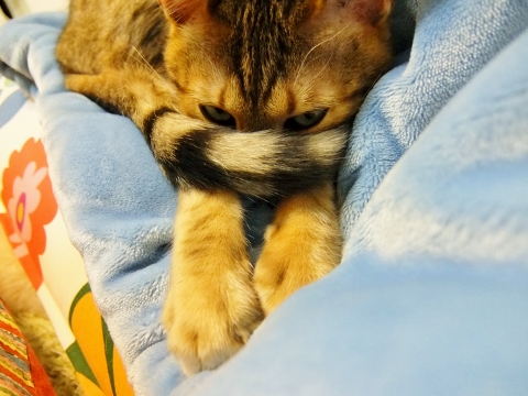 コストコ　シャーパ　毛布　ひざかけ