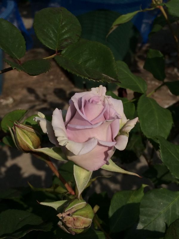 rblog-20140509113154-02.jpg