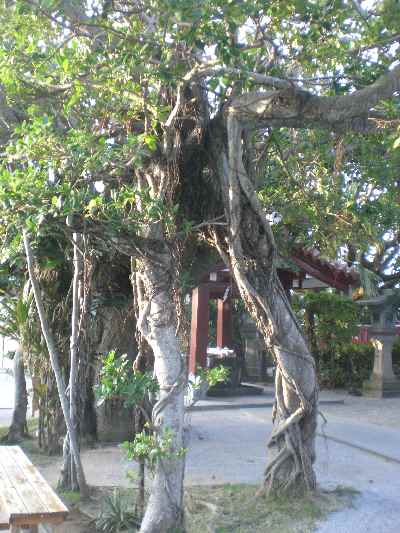 PICT0019.JPG