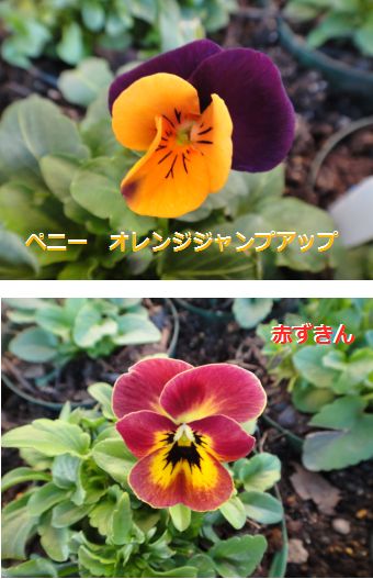本日開花したビオラ