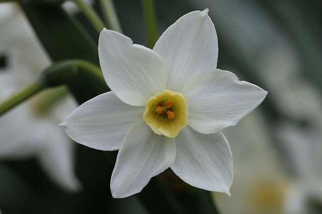 水仙の花