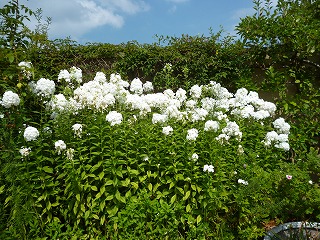 P1080886ss.jpg
