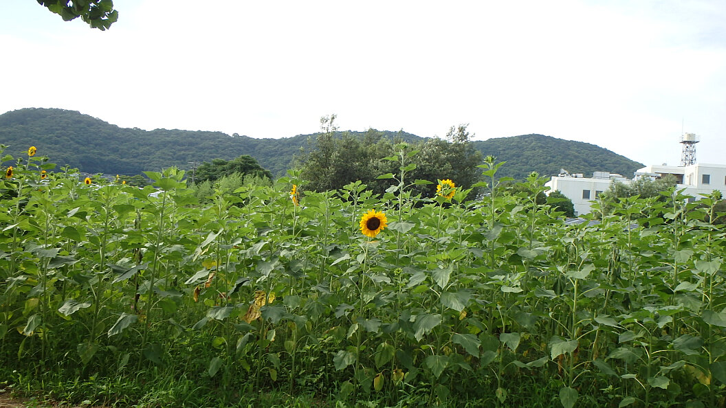 140715ヒマワリ咲き始め.jpg