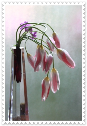 チューリップ-8 13.4.27