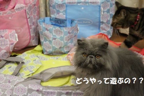 モンプチ３.jpg